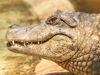 Alligator sunbathing on the grass