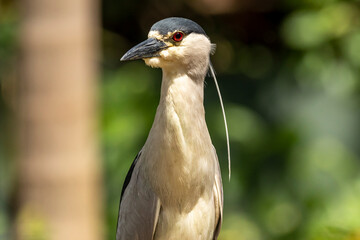 The striated heron (Butorides striata) also known as mangrove heron, little heron or green-backed, is a small , about 44 cm tall