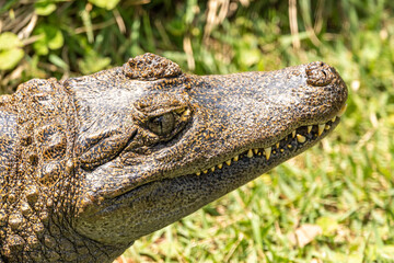 Alligator sunbathing on the grass