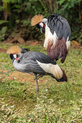 A pair of Black-crowned Crane - Balearica pavonina