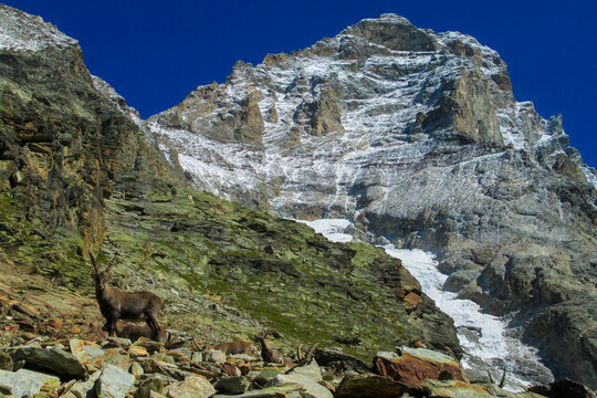 Alps mountains panoramic view in Matterhorn area. Beautiful rocky peaks, mount and gray stones on a sunny day, deep blue sky with clouds. Alps snow mountains Monte Cervino and Monte Rosa range summits
