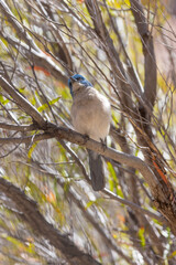Mexican jay looking up
