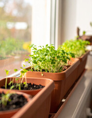 A row of terracotta planters with sprouting herbs placed near a window with sunlight.