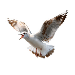 Fototapeta premium Seagull flying with open wings isolated on transparent background
