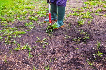 Person in rubber boots using weed remover tool to pull dandelions from soil during lawn restoration in garden. Sweden.