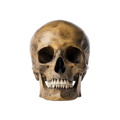 Obraz premium Realistic human skull with weathered, aged appearance is depicted against plain background, showcasing detailed bone structure and texture. image evokes sense of mystery and history