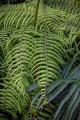 Fern Fron Foliage