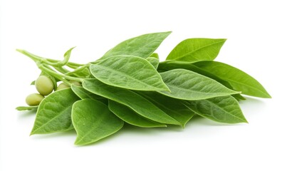 Soybeans with leaves isolated on white background