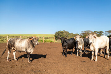 Group of cow in cowshed