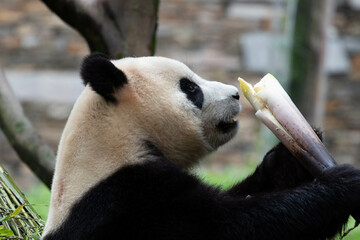 Side Portrait of Panda , Xiao Qi Ji