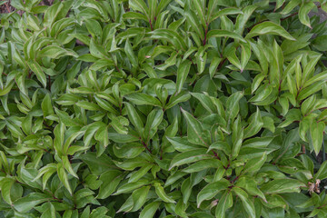 Peony Plant with Dense Green Foliage in Spring Garden Lush Growth Before Blooming