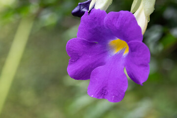 A flower popularly known in Brazil as manto de rei or trumpet photographed up close