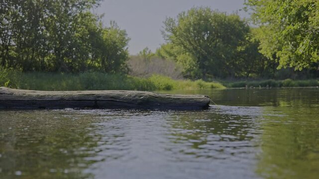 An old tree lies in the middle of a river with a strong current. A warm sunny day. A river with a strong current