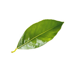 Obraz premium Fresh Green Leaf Isolated on White Background, Symbolizing Nature and Growth