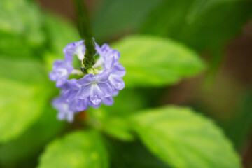 Small blue flowers native to Brazil known as Gervão