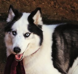 beautiful female of siberian husky