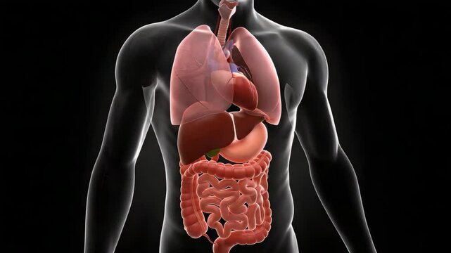 Detailed human digestive system illustration