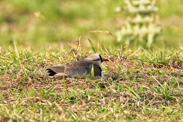 The quero-quero or abibe-do-sul, is a bird of the order Charadriiformes, belonging to Charadriidae family.