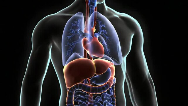 Detailed human digestive system anatomy illustration