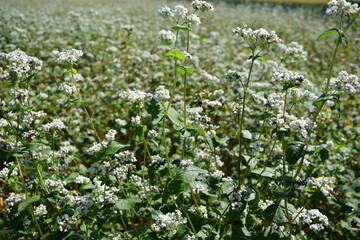 蕎麦畑 小さな白い花