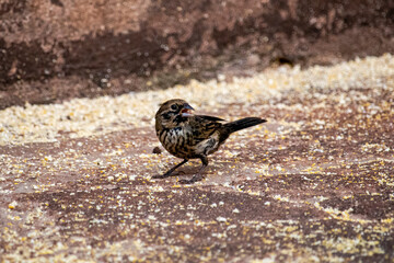 The Tiziu (Volatinia jacarina) is a neotropical bird of the thraupidae family that occurs from southern Mexico to Argentina / Brazil.
