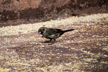 The Tiziu (Volatinia jacarina) is a neotropical bird of the thraupidae family that occurs from southern Mexico to Argentina / Brazil.