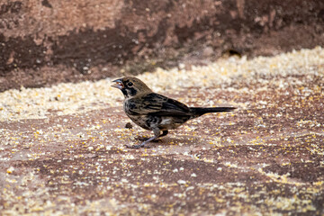 The Tiziu (Volatinia jacarina) is a neotropical bird of the thraupidae family that occurs from southern Mexico to Argentina / Brazil.