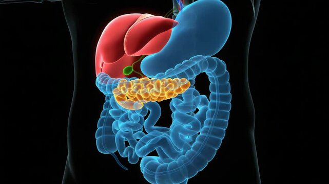 Detailed illustration of the human pancreas and digestive system
