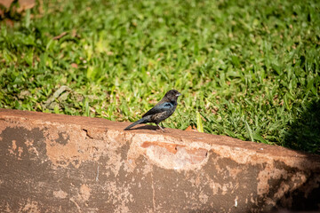 The Tiziu (Volatinia jacarina) is a neotropical bird of the thraupidae family that occurs from southern Mexico to Argentina / Brazil.
