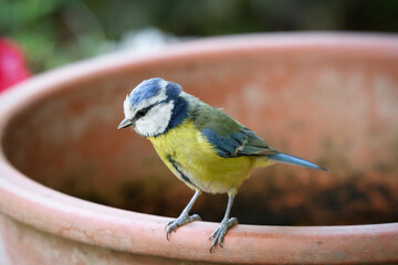Cyanistes caeruleus a young blue tit sits on the edge of an empty flowerpot in a cemetery