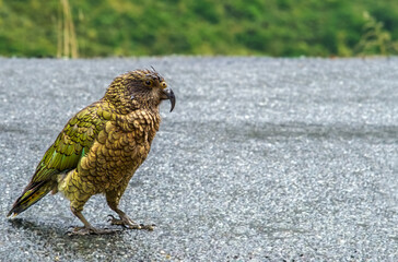 Fiordland kea