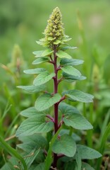 Close-up photo of Goosefoot plant, Chenopodium album, a fast-growing weedy annual plant. Tall green plant with blooming, blossom on top. Greenish plant with red stem. Focus on wild growing flora.