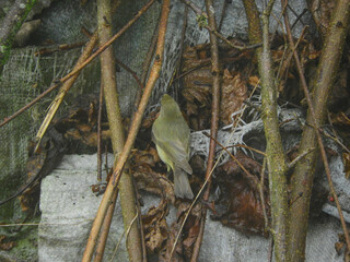 natural phylloscopus collybita bird photo