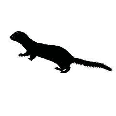Solid black silhouette of a ferret exploring