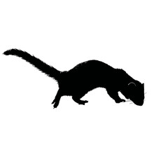 Solid black silhouette of a ferret exploring