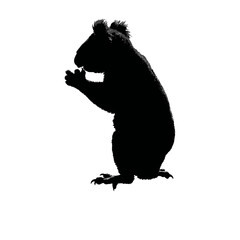 Solid black silhouette of a koala eating