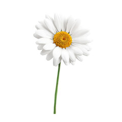 Naklejka premium Single white daisy flower on black background simple elegant nature bloom