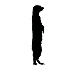 Solid black silhouette of a meerkat standing