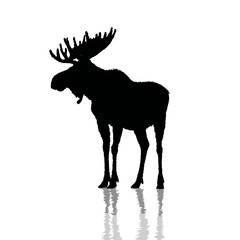 Solid black silhouette of a moose standing