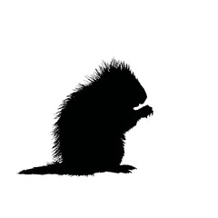 Solid black silhouette of a porcupine eating