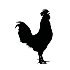 Solid black silhouette of a rooster crowing