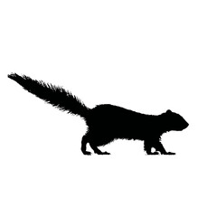 Solid black silhouette of a skunk walking