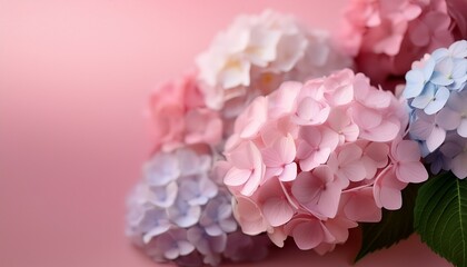 Obraz premium hydrangea flowers in a soft focus with a pink background