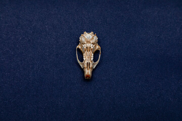 Skull of a mouse, mammal skeleton, the rodent is a very easy prey for many animals.