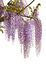 Wisteria flowering branch with hanging colorful flowers isolated. Graphic element