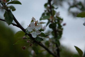 Branch with blooming white apple flowers in the park. Closeup nature. Portrait with natural lighting, untouched colors in evening sky background