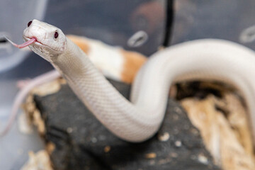 Beautiful leucistic rat snake from Texas.