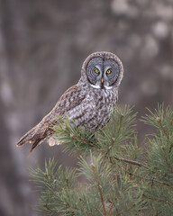 Great Gray Owl roosting