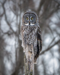 Great Gray Owl roosting