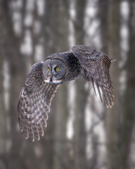Great Gray Owl hunting